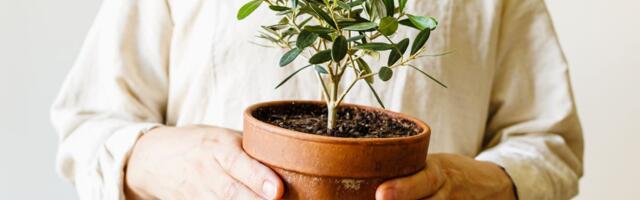 Simbol prestiža na vašoj terasi: Ova otporna biljka donosi duh Mediterana, a traži minimalnu pažnju!