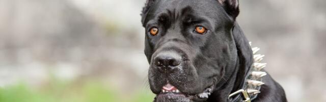 Čau čau i akita na listi 10 najopasnijih rasa na svetu, tvrde stručnjaci: Da li je i vaš ljubimac među njima?