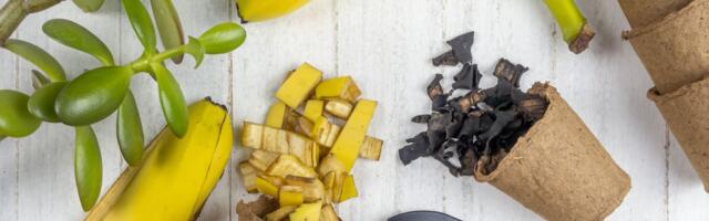 Zaboravite na veštačka đubriva: Banane u zemlji obezbeđuju minerale za zdravlje i rast biljaka