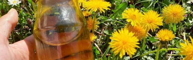 Recept za domaći med od maslačka: Riznica zdravlja za čitav organizam