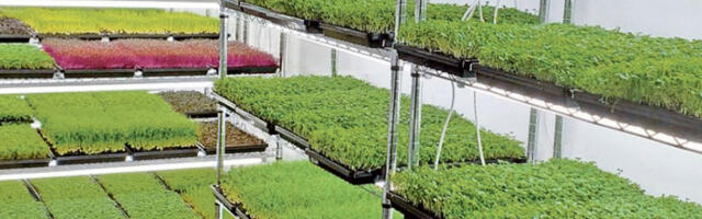 Тројица ајтијеваца узгајају микрозелениш