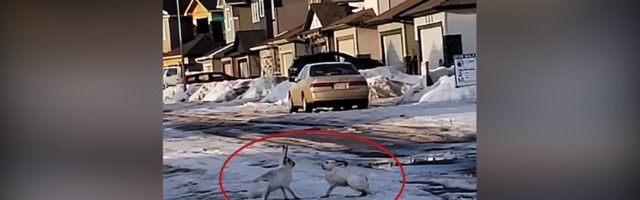 Zečevi se POTUKLI na ulici: Kako se završilo? (VIDEO)
