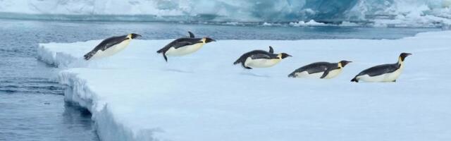 5 Linux komandi za brzo pregledanje sadržaja fajlova