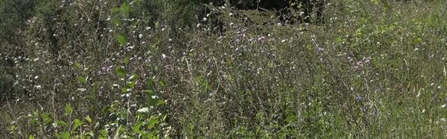 Mere protiv ambrozije: Lokalne samouprave dužne da preduzmu hitne aktivnosti