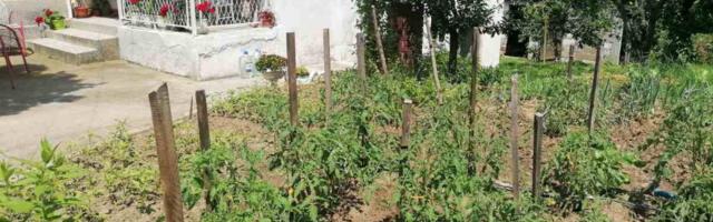 Baštovanka srušila sve mitove i otkrila koje povrće daje plod za samo 30 dana: Saveti zlata vredni, ove biljke obavezno zasadite u svoj vrt