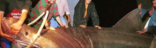 Снимљена грдосија код Цреса: друга највећа ајкула на свету уочена у Јадрану