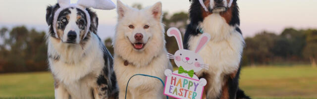 Brinite o milim njuškama i tokom praznika: Da li psi smeju da jedu kuvanja jaja? Evo šta kažu stručnjaci