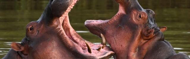 Kolumbijska vlada odlučila da ubije Eskobarove ‘kokainske nilske konje’