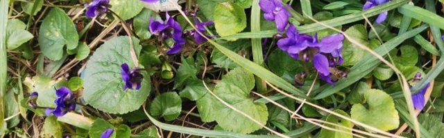 LJUBIČICU SVI VOLE, a da li znate da koliko je lekovita: ČAJ OD LISTOVA REŠIĆE VAM SVAKONEVNI PROBLEM