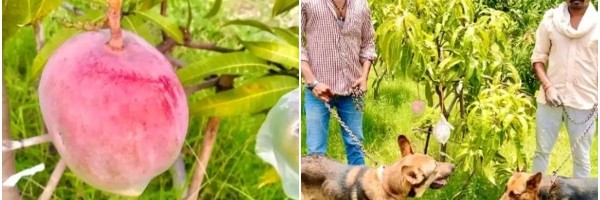 Farmeri u Indiji slučajno uzgojili najskuplji mango na svetu