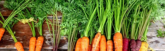 NE BACAJTE LIŠĆE ŠARGAREPE: Mnogo je lekovito - evo kako možete da ga ubacite u ishranu!