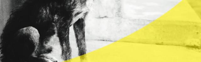 Javna rasprava o napuštenim psima u Nišu