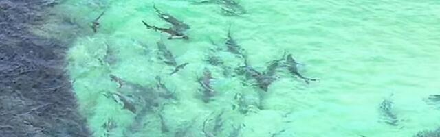 VIDEO: Ovako izgleda kada se hrani jato od stotinak ajkula