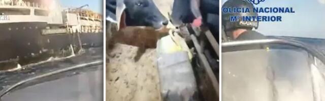 "Narko-krave": Karteli smislili nov način za šverc droge - brodovi sa stokom logistička noćna mora za policiju