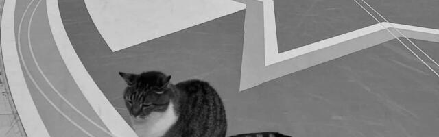 Zvezda objavila tužne vesti: Uginula mačka Ljubica