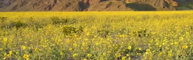 Prelepi i nestvarni prizori: Procvetala Dolina smrti, najsuvlje mesto na svetu (FOTO+VIDEO)