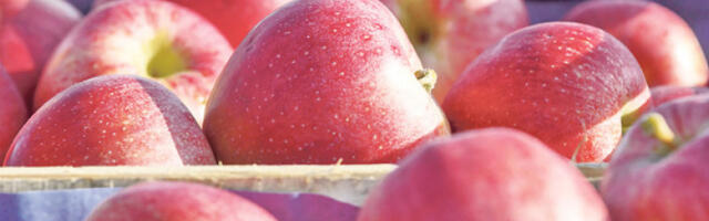 За сада се не очекује већи утицај цене воћа на инфлацију