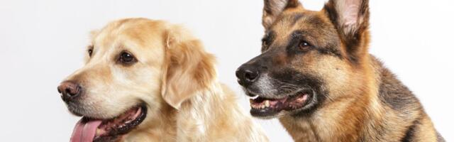 Veterinar objavio važno upozorenje svim vlasnicima labradora, zlatnih retrivera i nemačkih ovčara