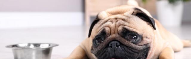 Veterinarka UPOZORAVA! OVA 4 znaka ukazuju da je vaš PAS DEHIDRIRAO