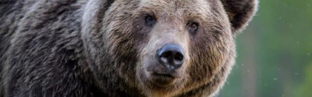 MEDVED ČETVRTI PUT OPLJAČKAO PRODAVNICU SLATKIŠA! Najnevereovatnija krađa koju ćete ikad videti - uđe, uzme slakiše i ode!