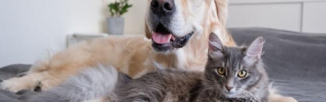 Pas i mačka pod istim krovom? Evo kako da ih naučite da žive u miru