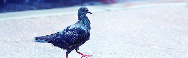 I sutra tmurno u Novom Sadu, moguća je kiša