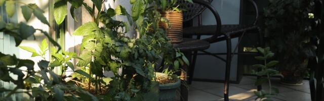 NE ZABORAVITE da ovu biljku sklonite sa sunca: Ne prija joj uopšte, može se skroz uništiti