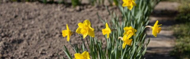 Ako vam narcisi ne cvetaju kako treba, problem je samo jedan: Rešenje traje 10 sekundi