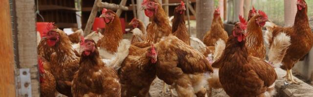 Klali kokoške u dvorištu - NASTAO OPŠTI HAOS! Komšije pozvale policiju, a onda je SEVNUO NOŽ