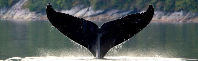 Senzacionalno otkriće naučnika: U dahu arktičkih kitova otkriveno šta ih ubija, opasnost za sve morske sisare