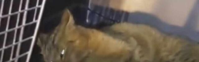 Volonteri Udruženja Zoo Planet spasili povređenu divlju mačku kod Leskovca