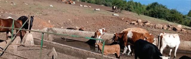 Krave i konji na Suvoj planini opet bez vode, stočari ih poveli do reke i najavili blokadu puta