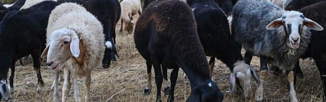 Panika u Grčkoj: Hoće li biti feta sira