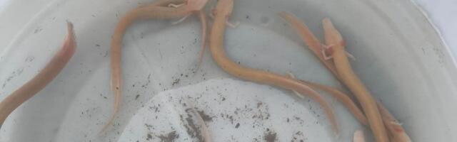 Stvorenja se pojavila iz potpunog mraka: Bujica na Balkanu izbacila OSETLJIVU vrstu, evo šta kažu stručnjaci