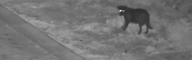 VIDEO: Muškarac na Siciliji dresirao psa da ilegalno baca smeće