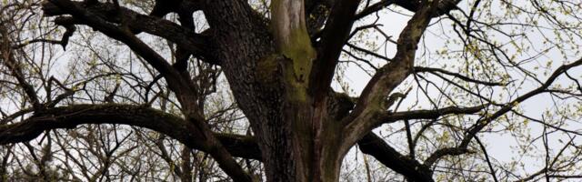 Kao posle prirodne katastrofe! Put ka Divčibarama pretvoren u "zonu apokalipse": Fotografije govore sve