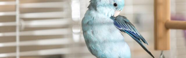 Šta da uradite ako ptici PUKNE KRVNO PERO: Prva pomoć sa DVE NAMIRNICE koje svako ima u kući