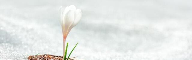 Narodno verovanje za sneg u aprilu