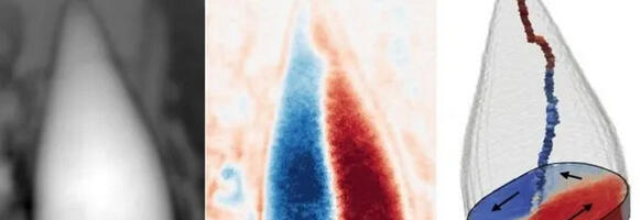 Neverovatno otkriće: Misteriozno “magnetno” stvorenje kao da je u sebi imalo GPS navigaciju