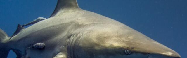 VIDEO Potpuno neočekivano: Ajkula prvi put snimljena u gotovo ledenim dubinama Antarktika