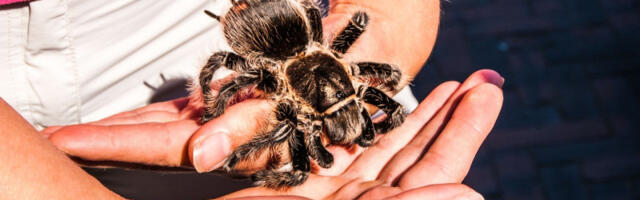 Bizarnost na delu: Muškarac držao 150 tarantula u čašama od jogurta