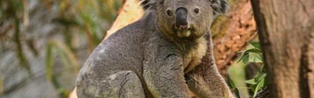 Nesrećne koale padale sa drveća za vreme seče, radnici ignorisali upozorenja (VIDEO)