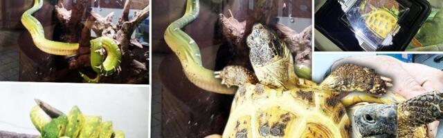 Prve fotografije zaplenjenih pitona! Carinici pronašli zmije na Horgošu (FOTO)