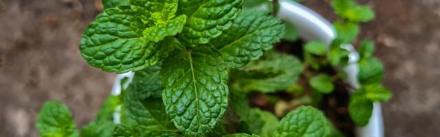 Ova biljka smanjuje stres i anksioznost, poboljšava pamćenje i vašu vožnju čini boljom