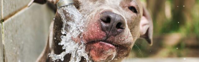 Pas PIJE VODU na OGAVAN NAČIN: Ukućani zgroženi zbog njegove navike, vlasnik traži rešenje na internetu