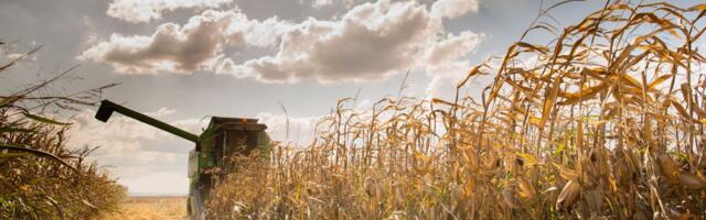 Kako je kukuruz iz filma "Interstellar" doneo profit pre premijere: Neverovatna priča o kvalitetu i marketingu