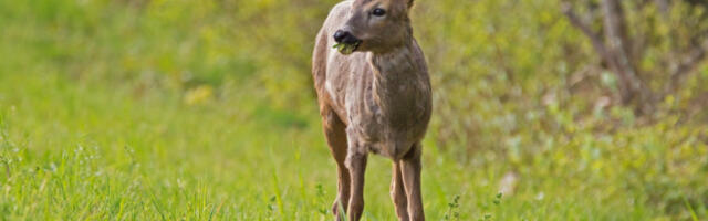 HOROR! Pogledajte kako jelen napada vozača skutera usred Zagreba! (VIDEO)