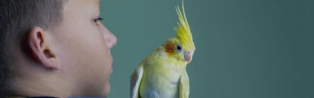 Istinite priče vlasnika: Beba stigla u kuću, PAPAGAJ shvatio da nipošto ne sme da galami, pa radio OVO