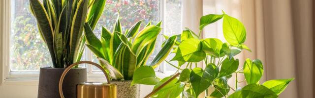 Nikolina otkrila trik za oživljavanje sobnih biljaka: Potrebna su vam samo tri sastojka koja imate u kuhinji!