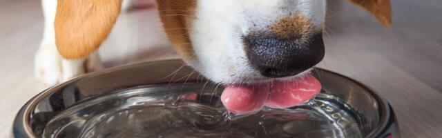 Samo nekoliko sati deli psa od fatalnog ishoda: Šta može da se desi ako prebrzo popije veliku količinu vode